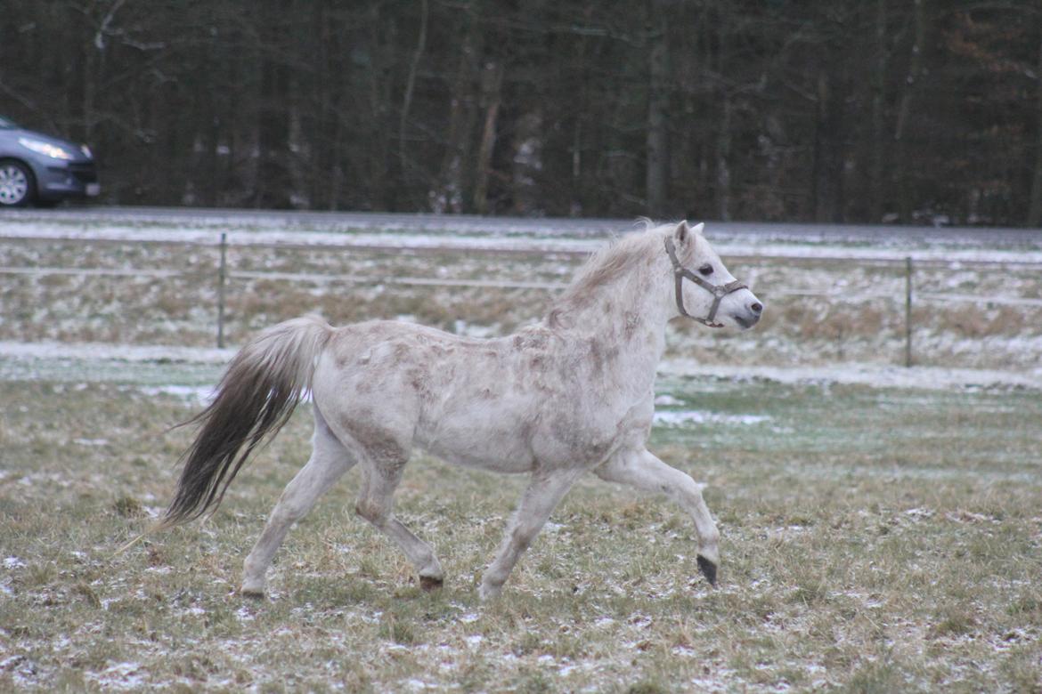 Welsh Pony (sec B) Bjerregårds Apollo - Foto: Mette K. Elkjær billede 5