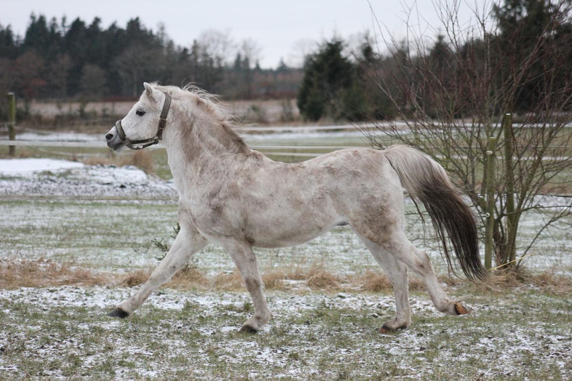 Welsh Pony (sec B) Bjerregårds Apollo - Foto: Mette K. Elkjær billede 7