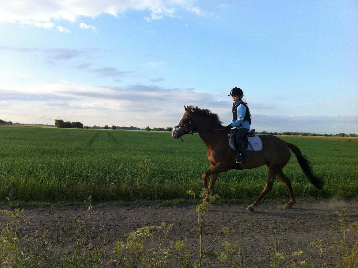 Tysk Sportspony Farina - sommer på galop stien på tur billede 4