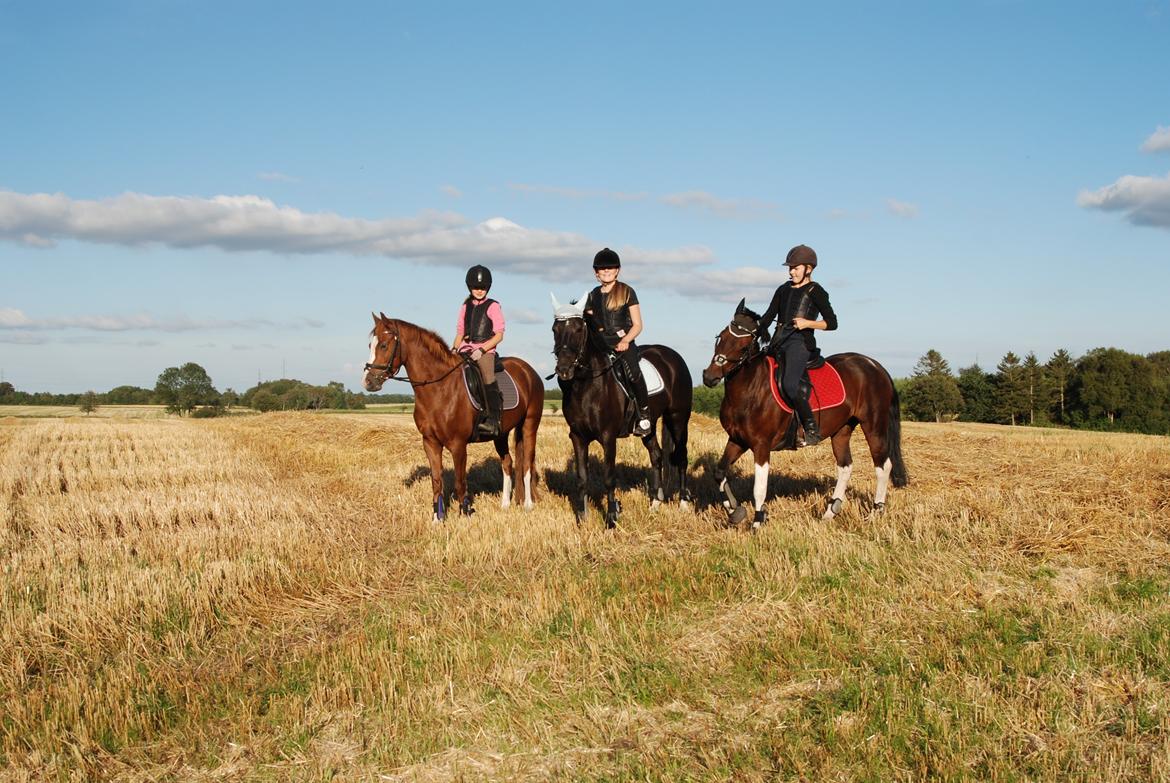 Anden særlig race Apple billede 6