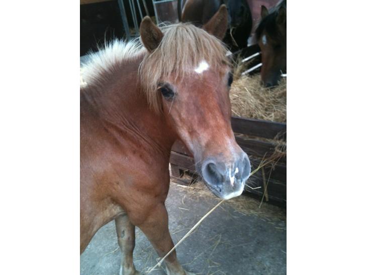 {{currentPhoto.altText}} billede {{currentPhoto.number}}