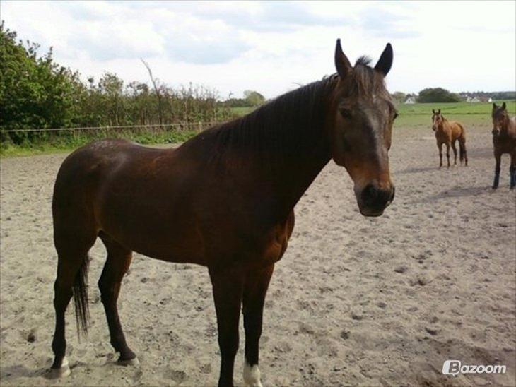 {{currentPhoto.altText}} billede {{currentPhoto.number}}