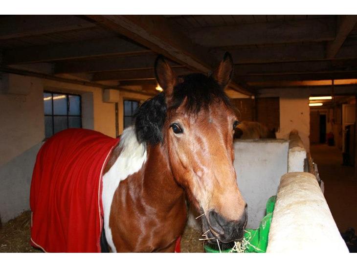 {{currentPhoto.altText}} billede {{currentPhoto.number}}