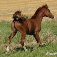 Arabisk fuldblod (OX) Castello APN