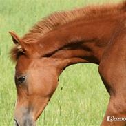 Arabisk fuldblod (OX) Castello APN