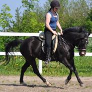 New Forest Langmarksgaards Sarabia