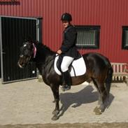 New Forest Langmarksgaards Sarabia