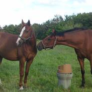 Dansk Varmblod FLAME