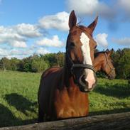 Dansk Varmblod FLAME