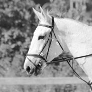 Trakehner LucieIII(Petruska)