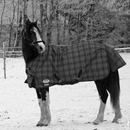 Welsh Partbred (Sec F) Gravens Fairytale