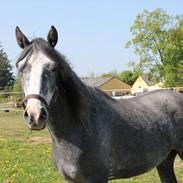 Welsh Partbred (Sec F) Gravens Fairytale