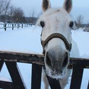 Anden særlig race Alfredo tetcio
