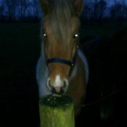 Islænder Tritla fra Lynggården