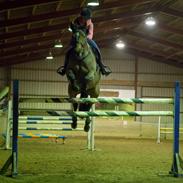 Tysk Varmblod | Giaccomo 43