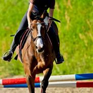 Anden særlig race Bakkegårdens Rex