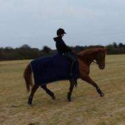 Hollandsk Varmblod Karola