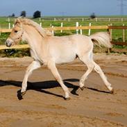 Fjordhest Sønderkærgaards Major