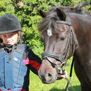 Anden særlig race Flamingos Mango