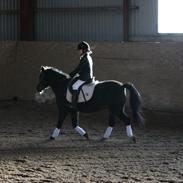 Anden særlig race Flamingos Mango