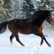 New Forest STEGSTEDGAARDS MICHELLINA("Mivsen")