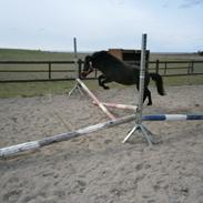 Anden særlig race Sigge 