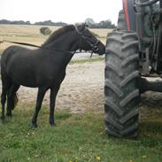 Anden særlig race Sigge 