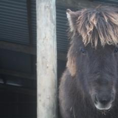 Islænder Djoerf *solgt*