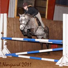 Anden særlig race Karisma 