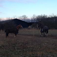 Engelsk Varmblod Edward