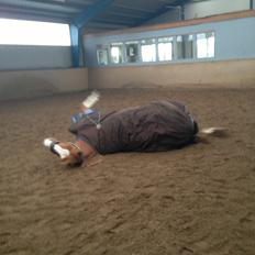 Engelsk Varmblod Edward