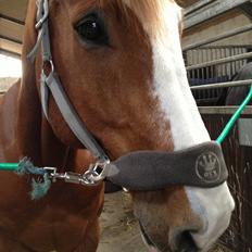 Engelsk Varmblod Edward