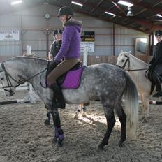 Anden særlig race Karisma 