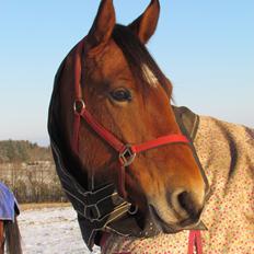 Hollandsk Varmblod Bantry Bay