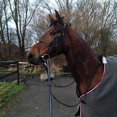 Dansk Varmblod Rødhøjs Charlin