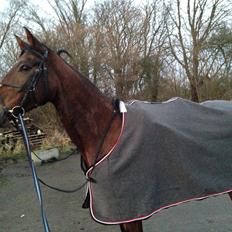 Dansk Varmblod Rødhøjs Charlin