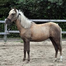 Paso-Peruanos Nuevo Destino CN (Anthon)