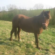 Anden særlig race Pink Pigeon R.I.P.<3