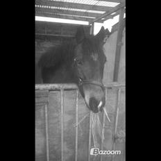 New Forest Vestergårds Romeo