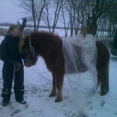 Islænder Gudrun fra Lyskjær