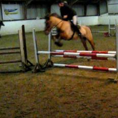 Anden særlig race kandis