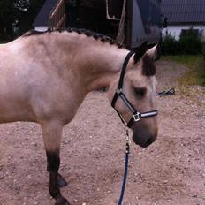 Irsk Sportspony Maam Boy<3