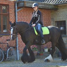 Irish Cob Esmeralda