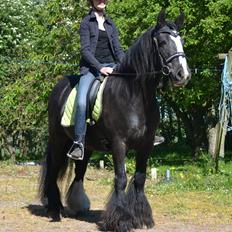 Irish Cob Esmeralda