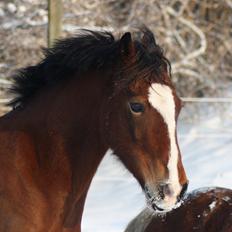 Welsh Cob (sec D) Nebo Tulip