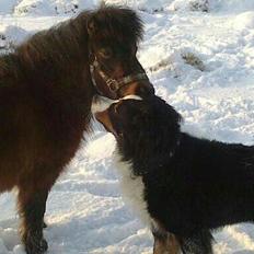 Shetlænder Malou (Marabou)