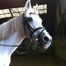 Anden særlig race Awanca