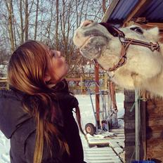 Arabisk fuldblod (OX) Mr M - Prinsen.