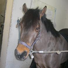 Anden særlig race Fiona (honey)