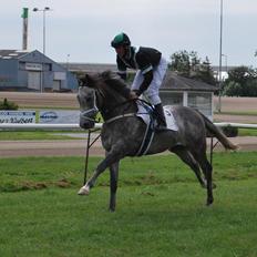 Fuldblod (XX) Silver Shine (IRE)